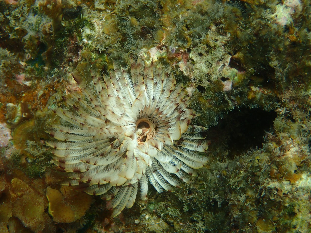 Sabellastarte spectabilis
